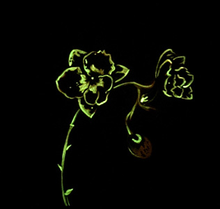 Fluorescent Orchid - Glow